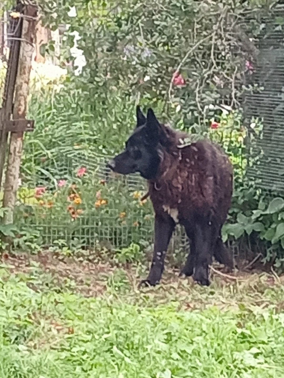 Найдена собака в Твери — фото объявления