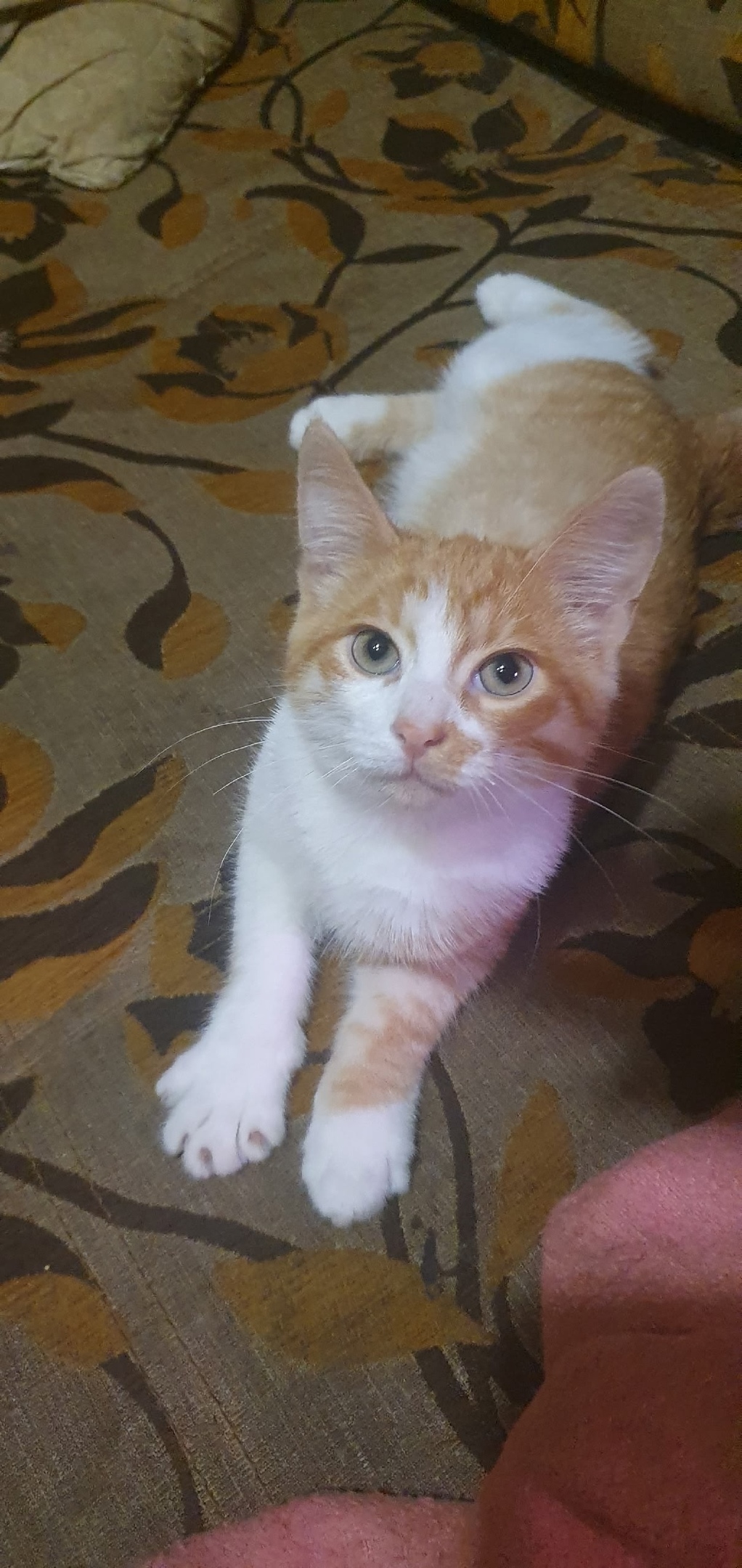 Найдена кошка в Твери — фото объявления