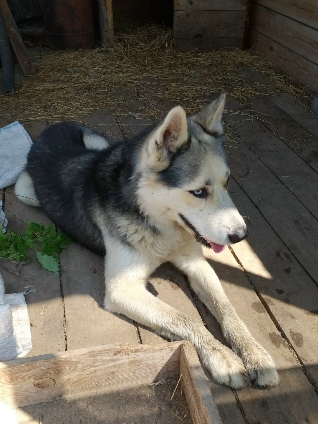 Найдена собака в Твери — фото объявления