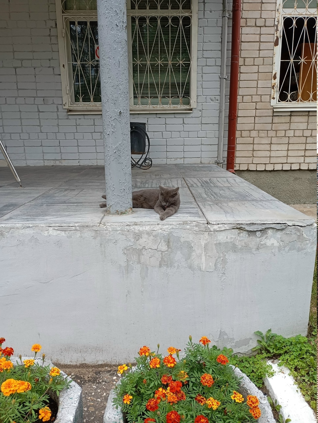 Найдена кошка в Твери — фото объявления