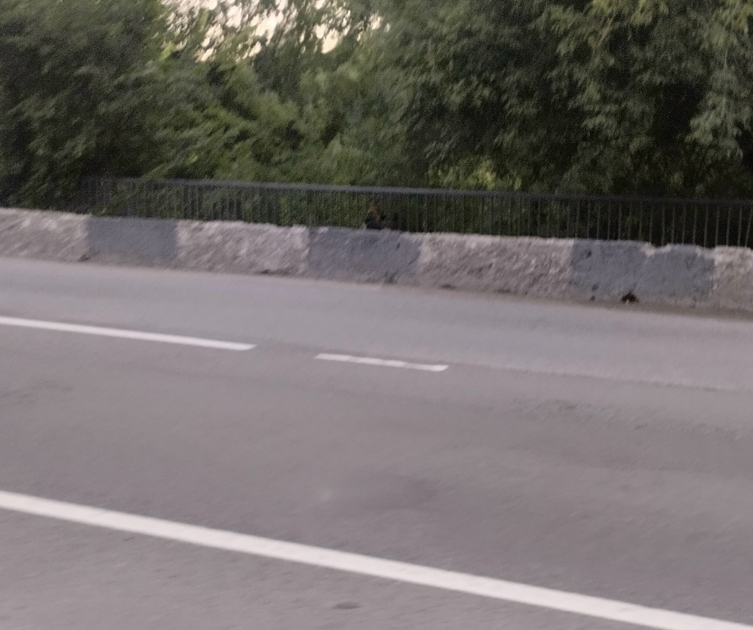 Найдена собака в Твери — фото объявления