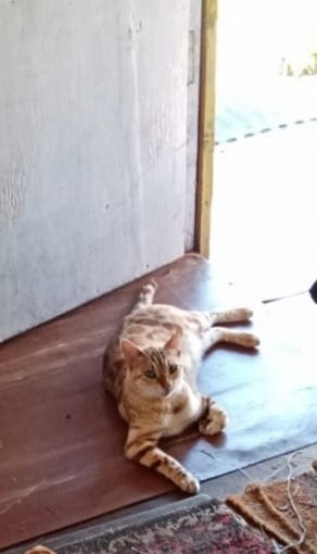 Пропала кошка в Твери — фото объявления