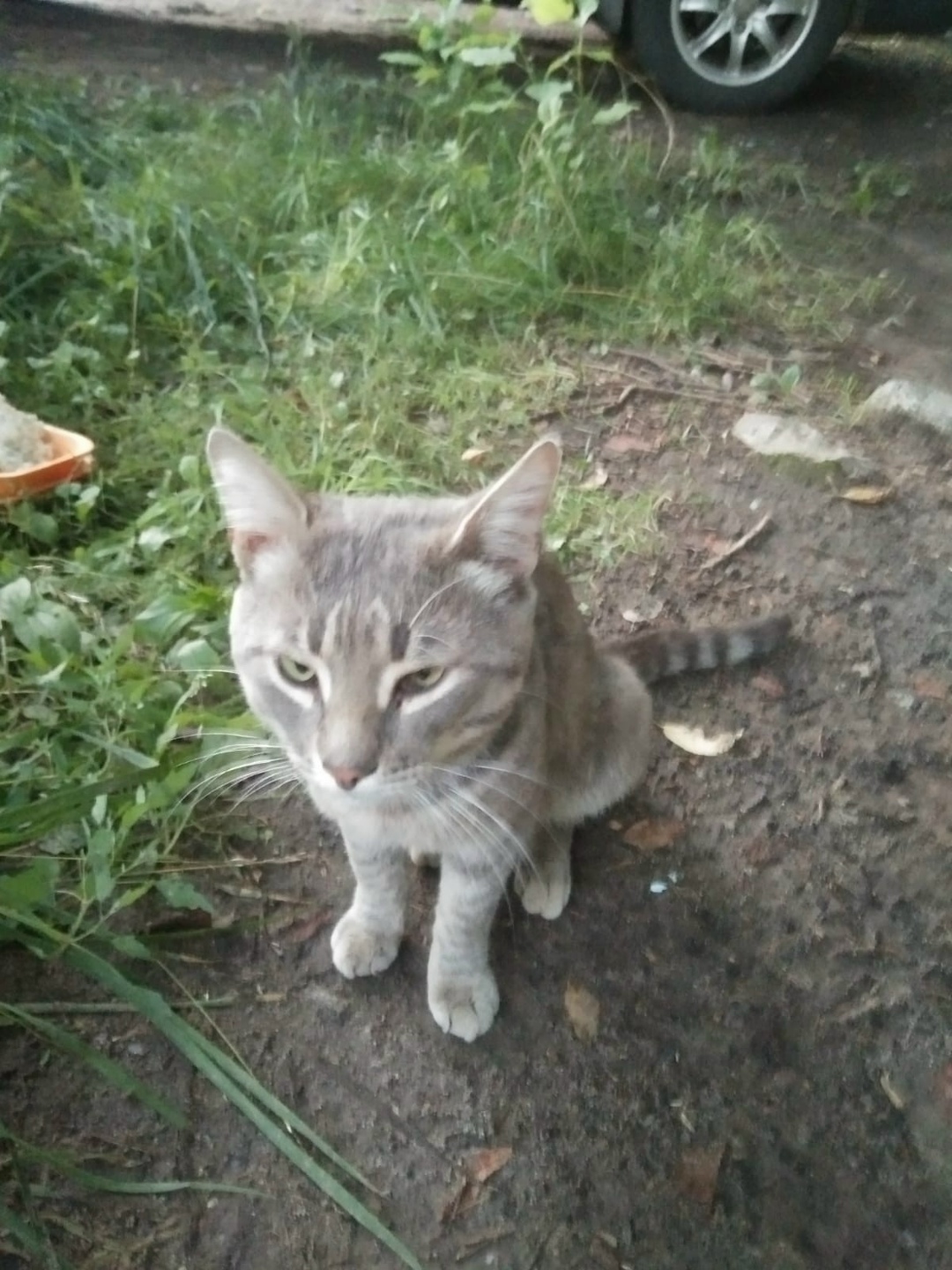 Найдена кошка в Твери — фото объявления