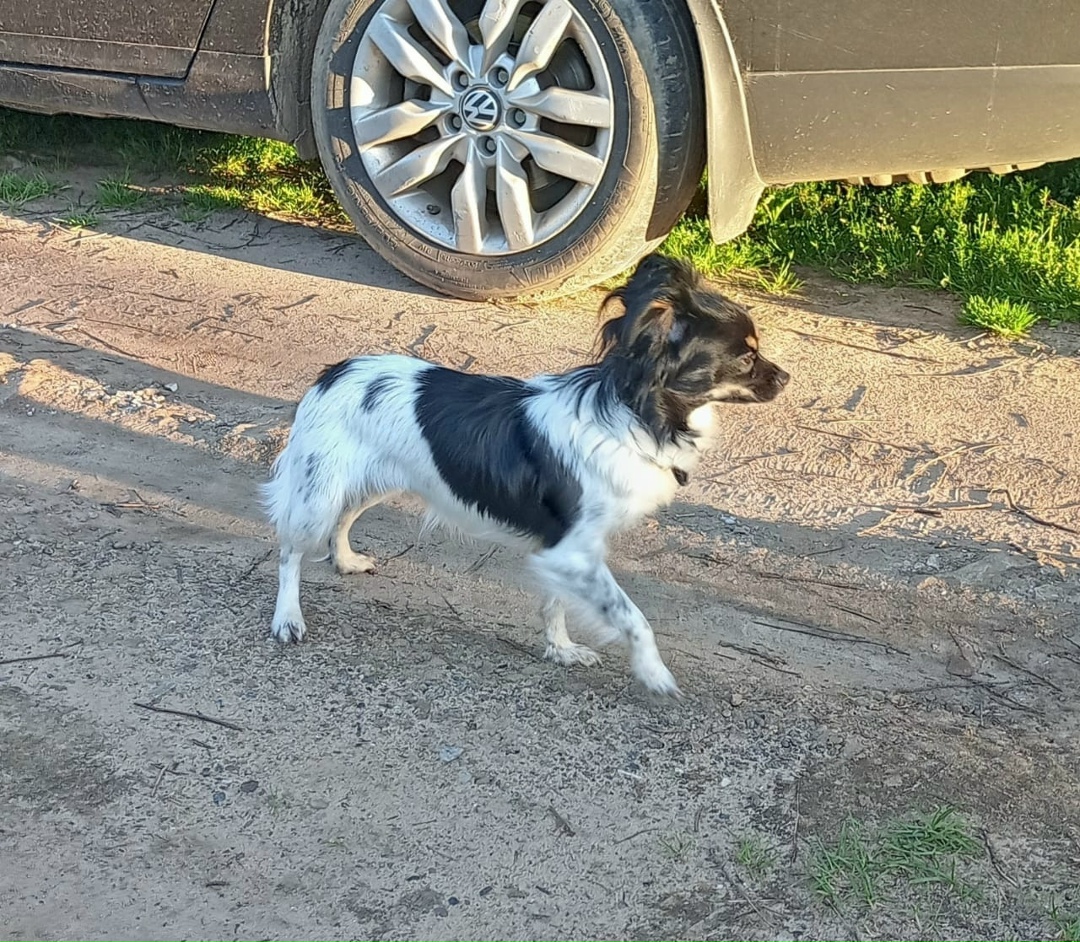 Найдена собака в Твери — фото объявления