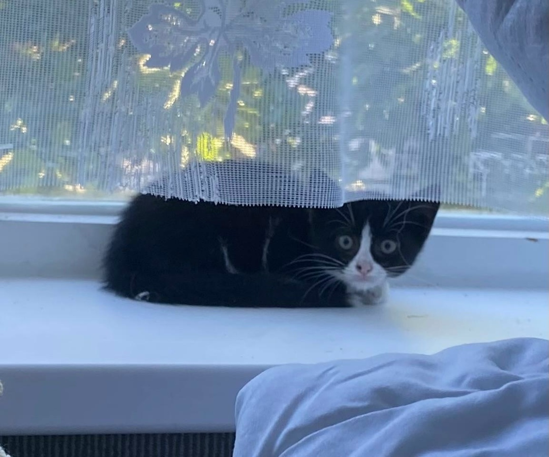 Найдена кошка в Твери — фото объявления