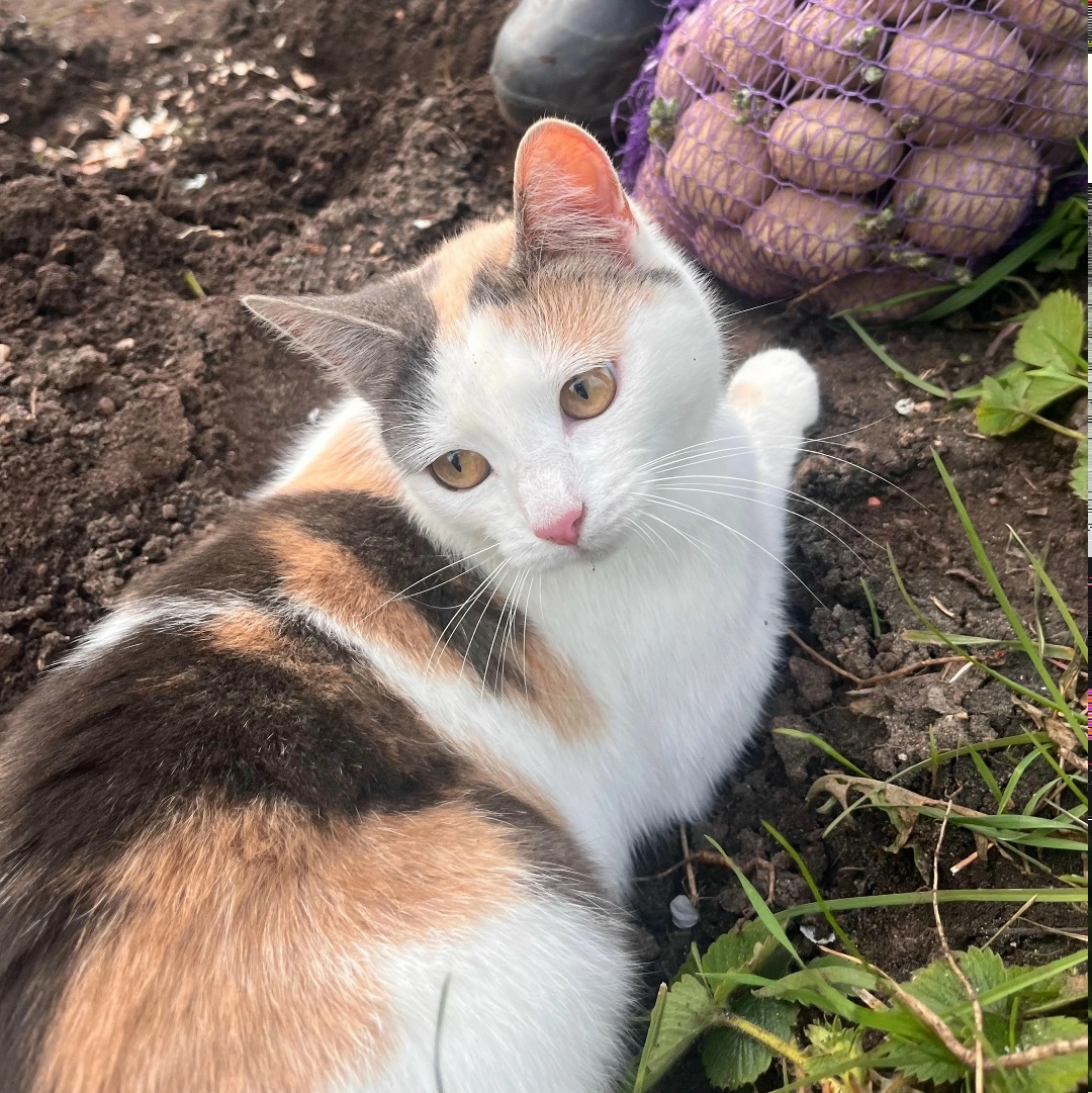 Пропала собака в Твери — фото объявления