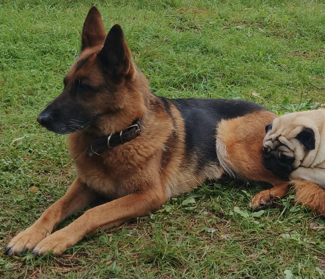 Пропала собака в Твери — фото объявления