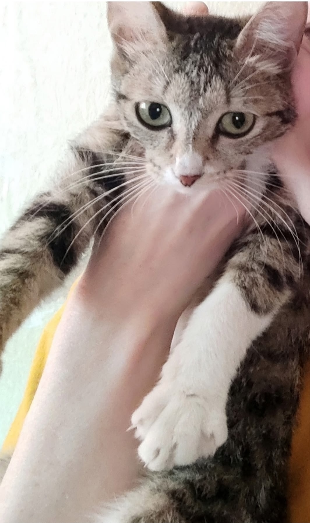 Пропала кошка в Твери — фото объявления