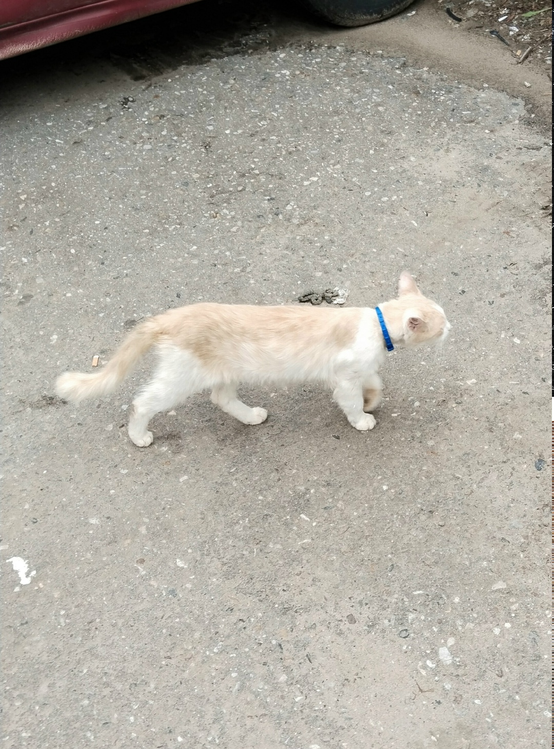 Найдена кошка в Твери — фото объявления