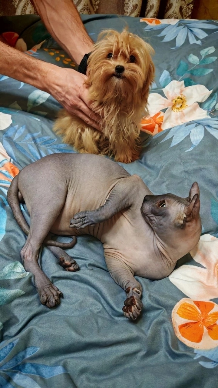 Пропала кошка в Твери — фото объявления