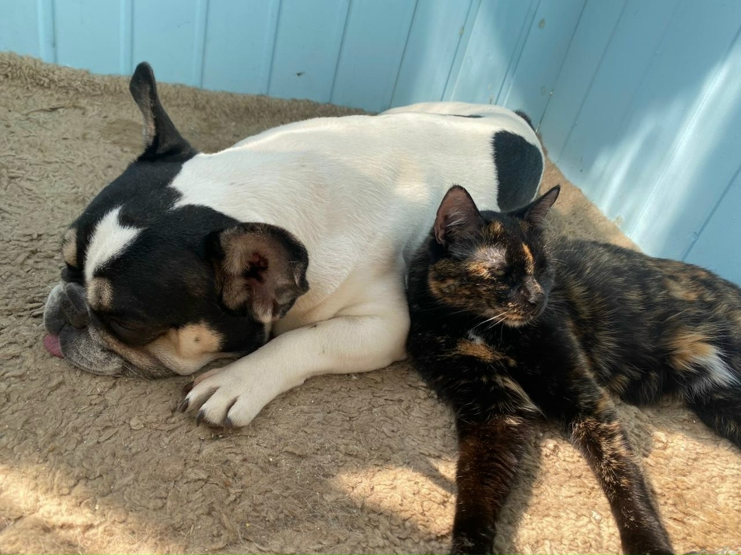 Найдена кошка в Твери — фото объявления