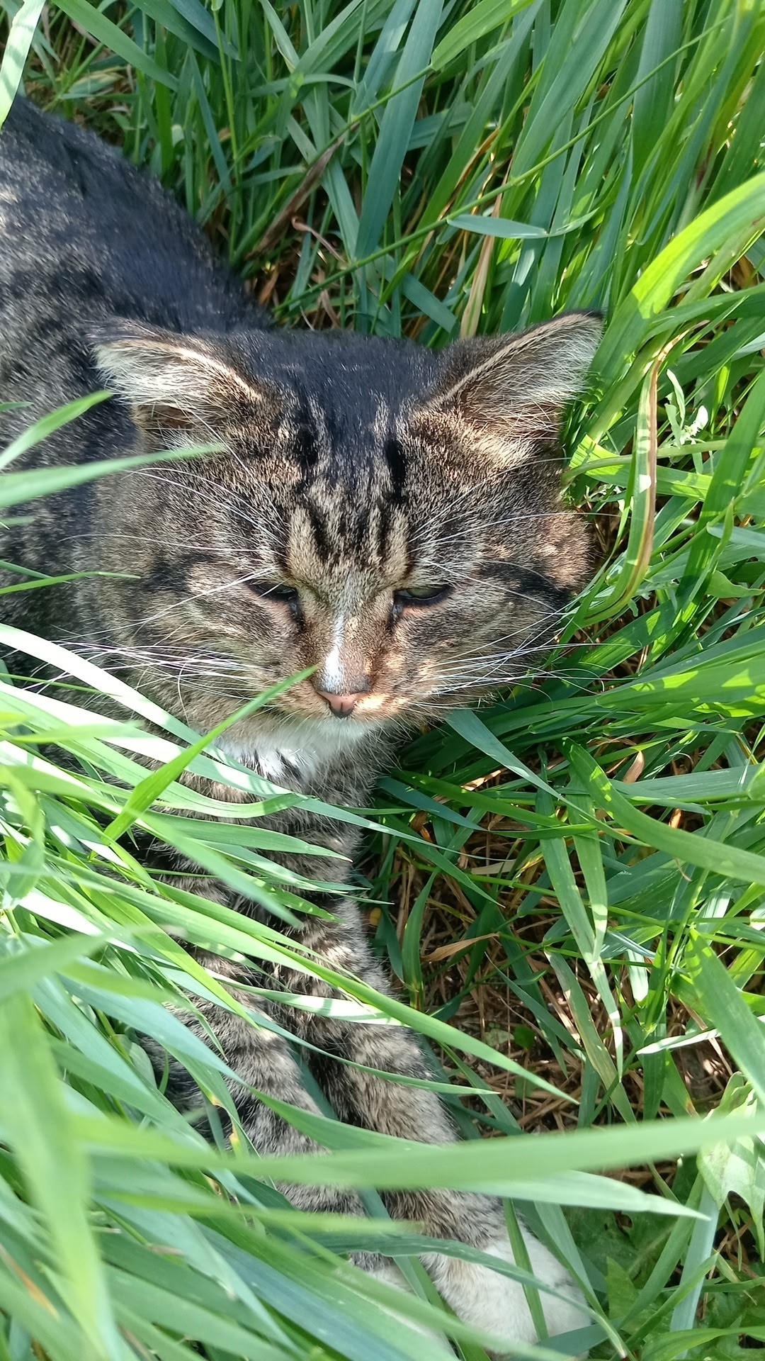 Найдена кошка в Твери — фото объявления