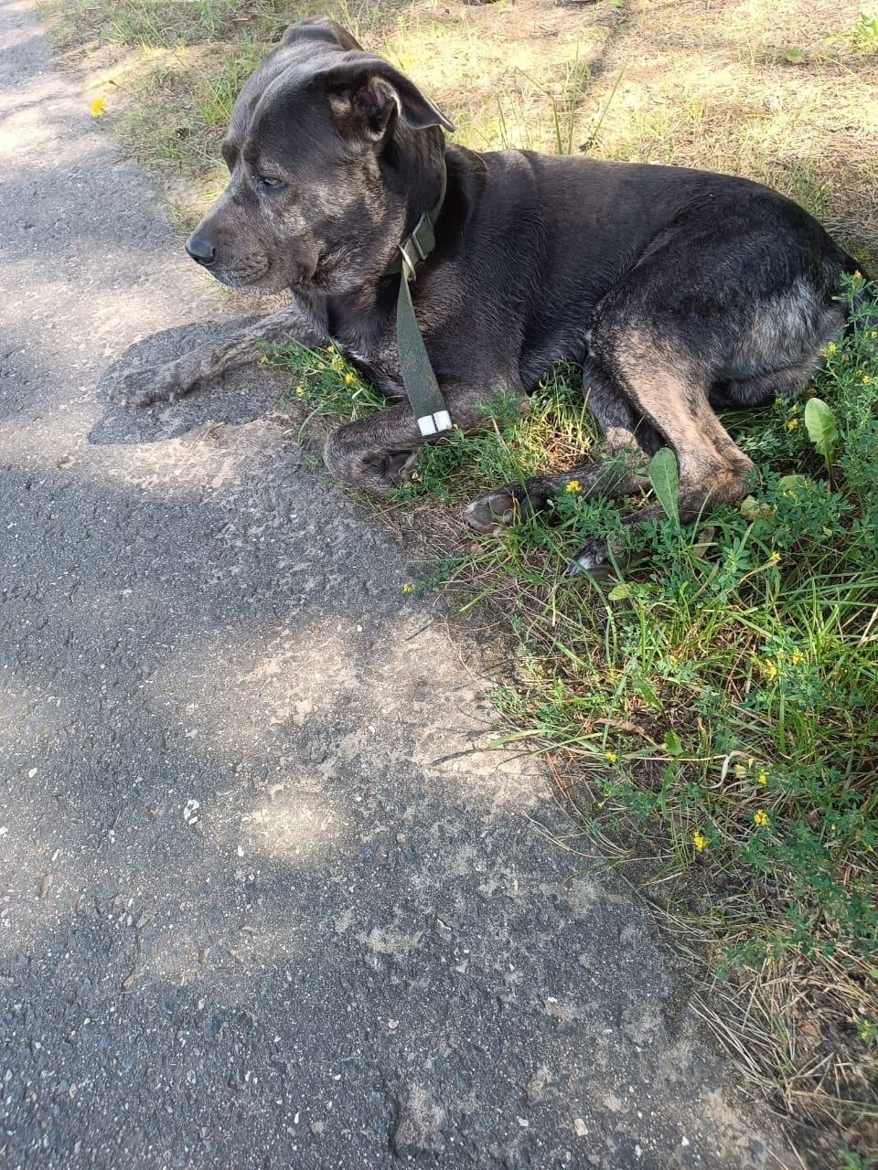 Найдена собака в Твери — фото объявления