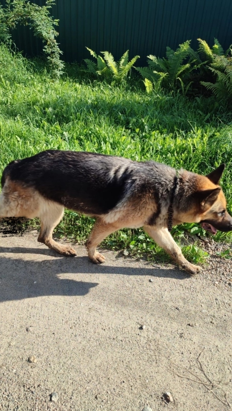 Найдена собака в Твери — фото объявления