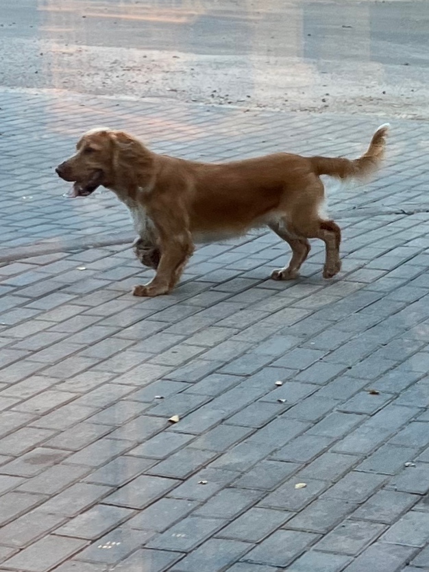 Найдена собака в Твери — фото объявления