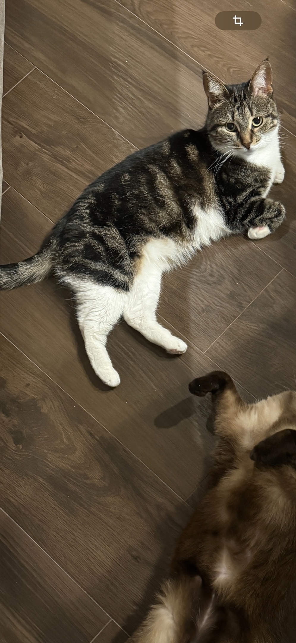 Пропала кошка в Твери — фото объявления