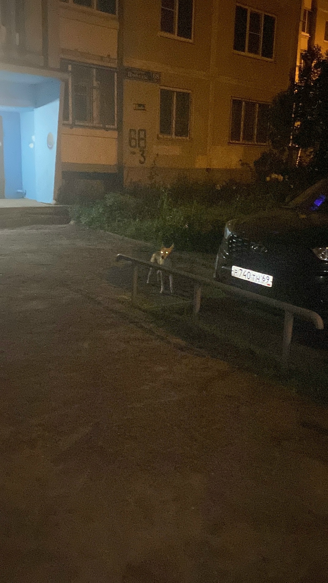 Найдена собака в Твери — фото объявления