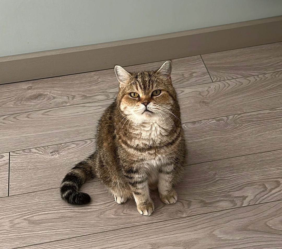 Пропала кошка в Твери — фото объявления