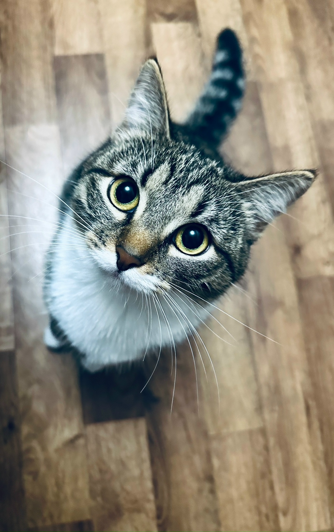 Найдена кошка в Твери — фото объявления