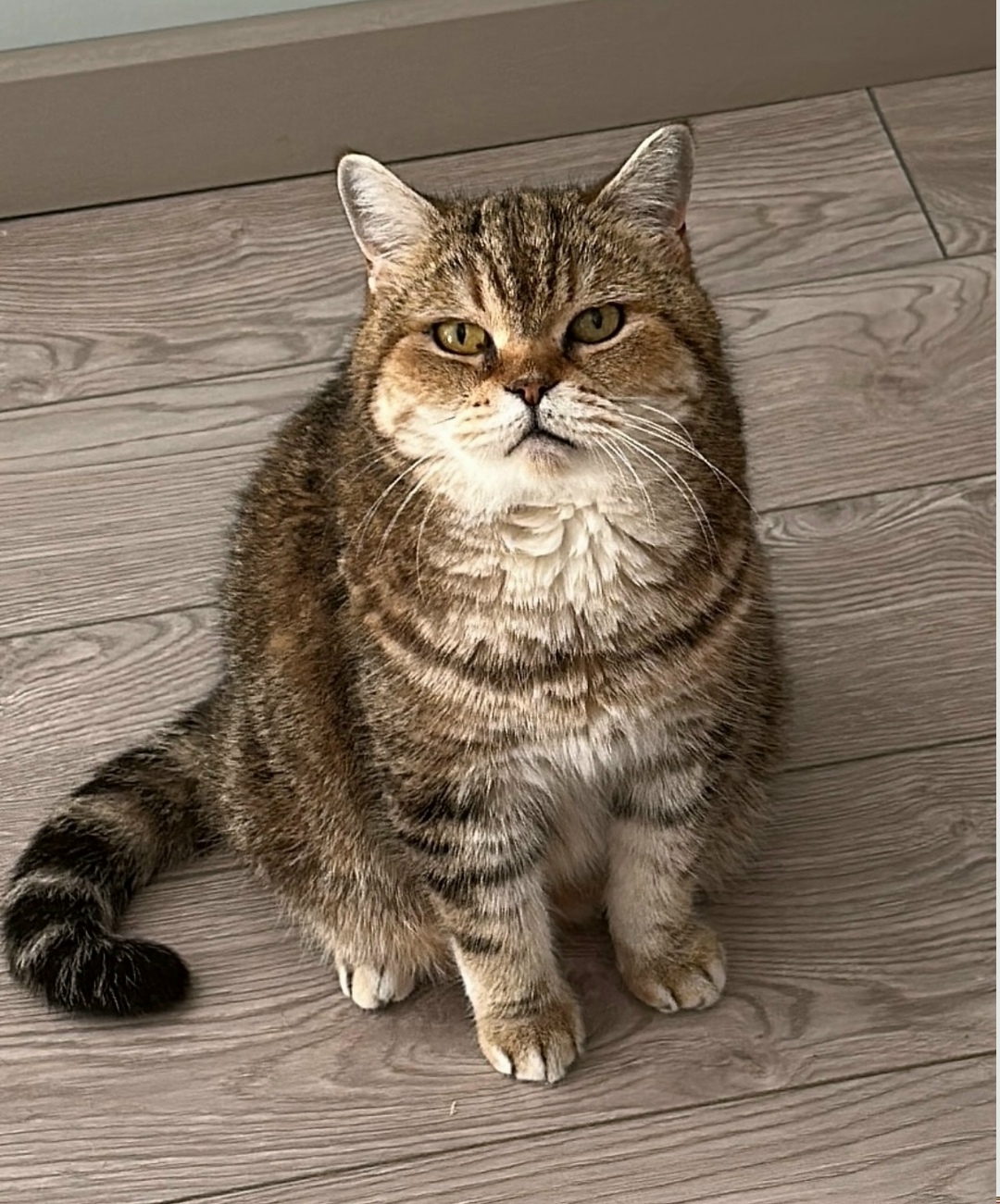 Пропала кошка в Твери — фото объявления