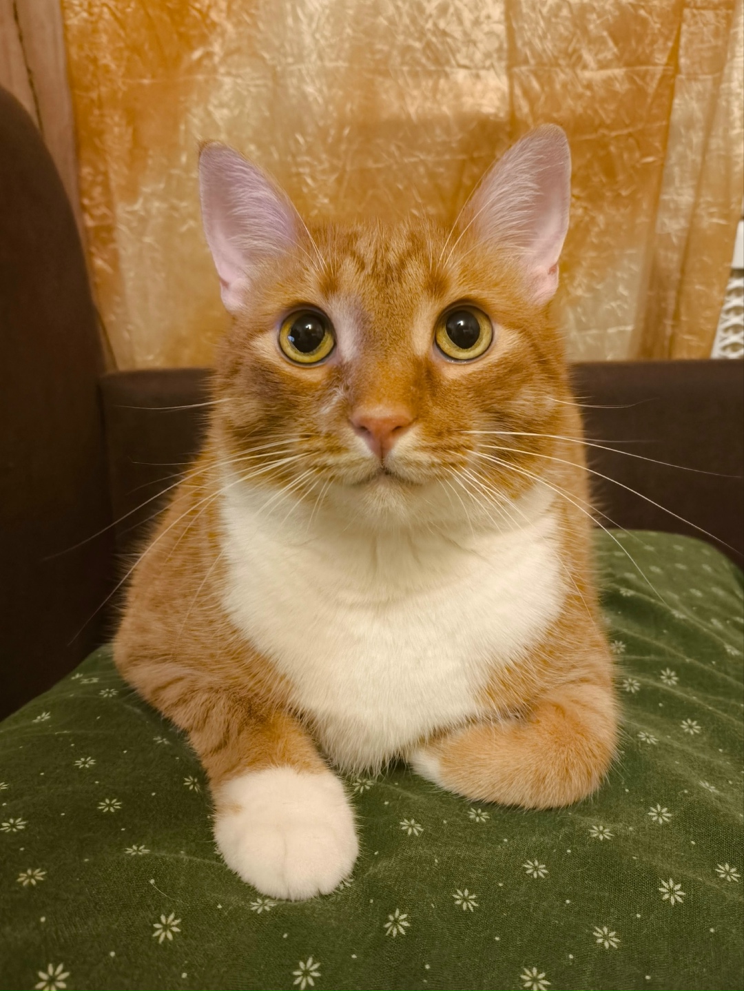 Пропала кошка в Твери — фото объявления