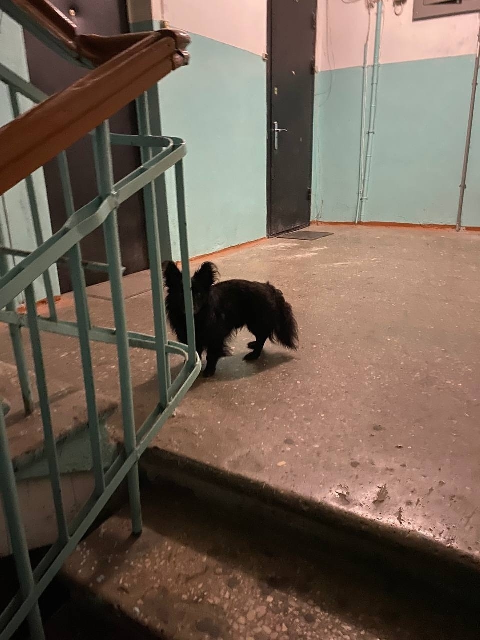 Найдена собака в Твери — фото объявления