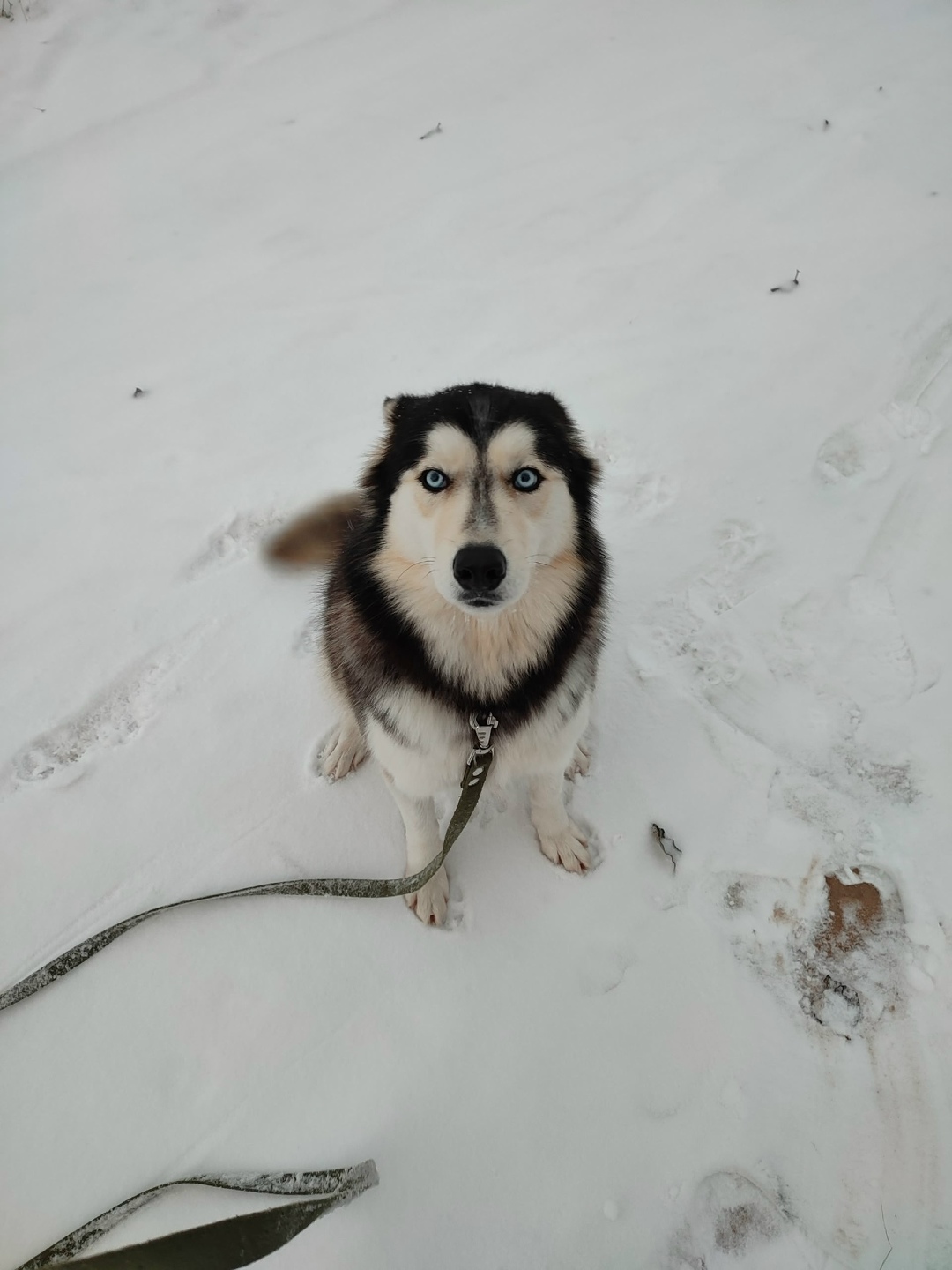 Пропала собака в Твери — фото объявления