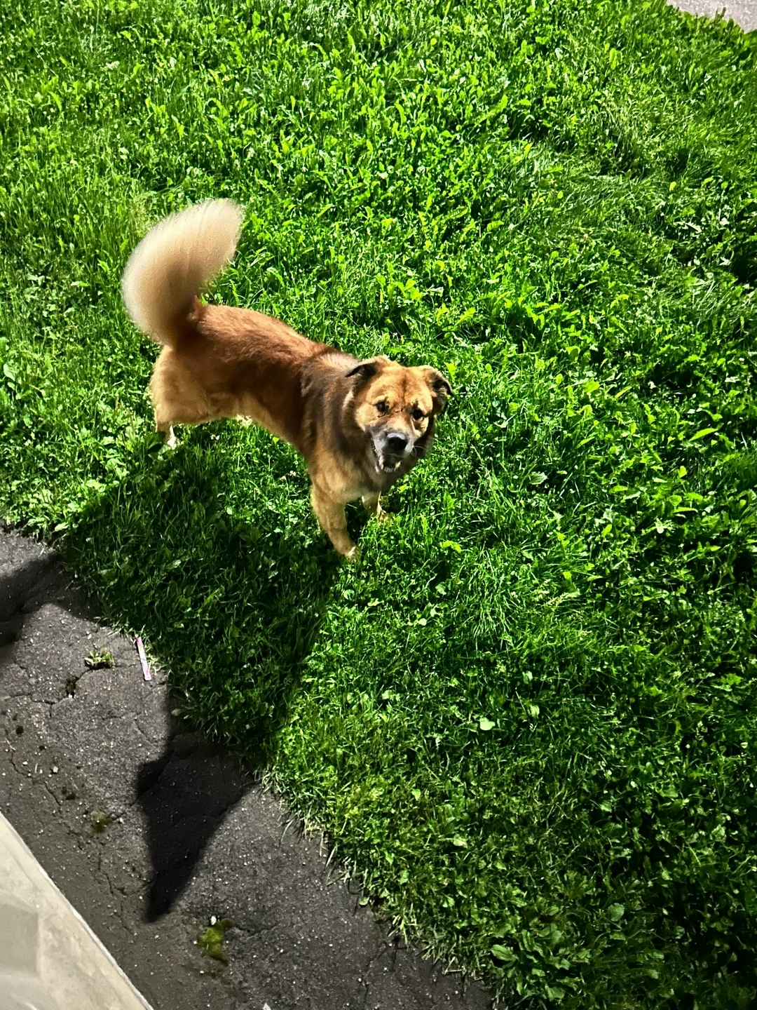 Найдена собака в Твери — фото объявления