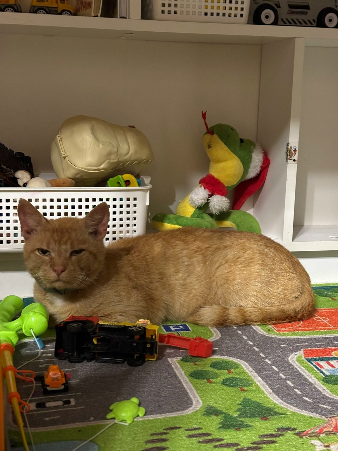 Найдена кошка в Твери — фото объявления