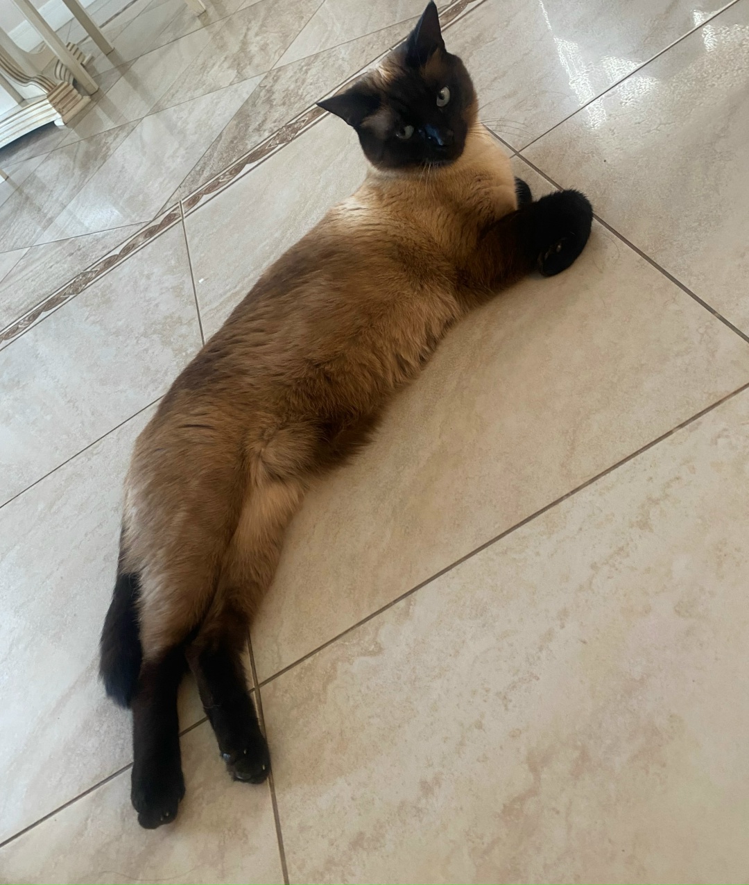 Пропала кошка в Твери — фото объявления