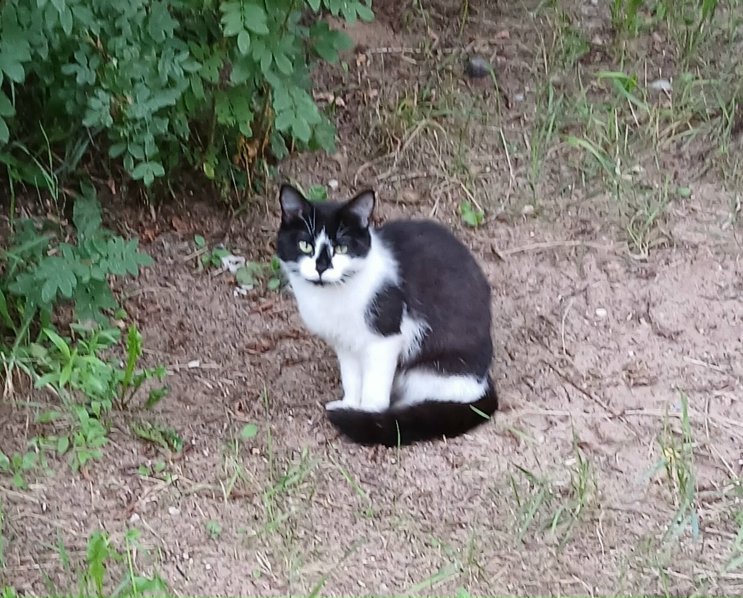 Найдена кошка в Твери — фото объявления