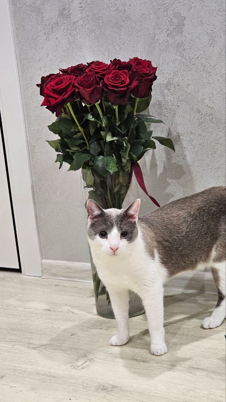 Пропала кошка в Твери — фото объявления