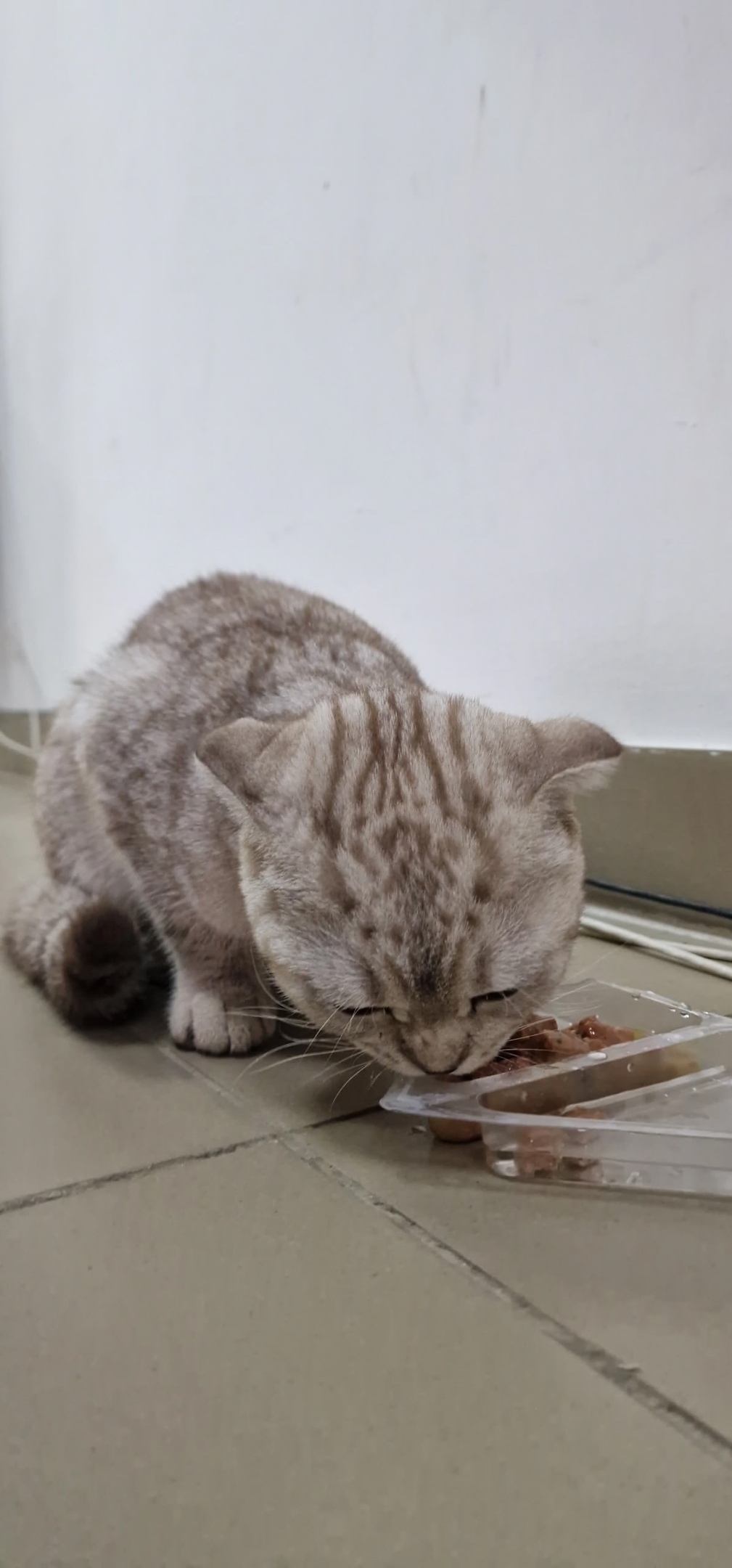 Найдена кошка в Твери — фото объявления