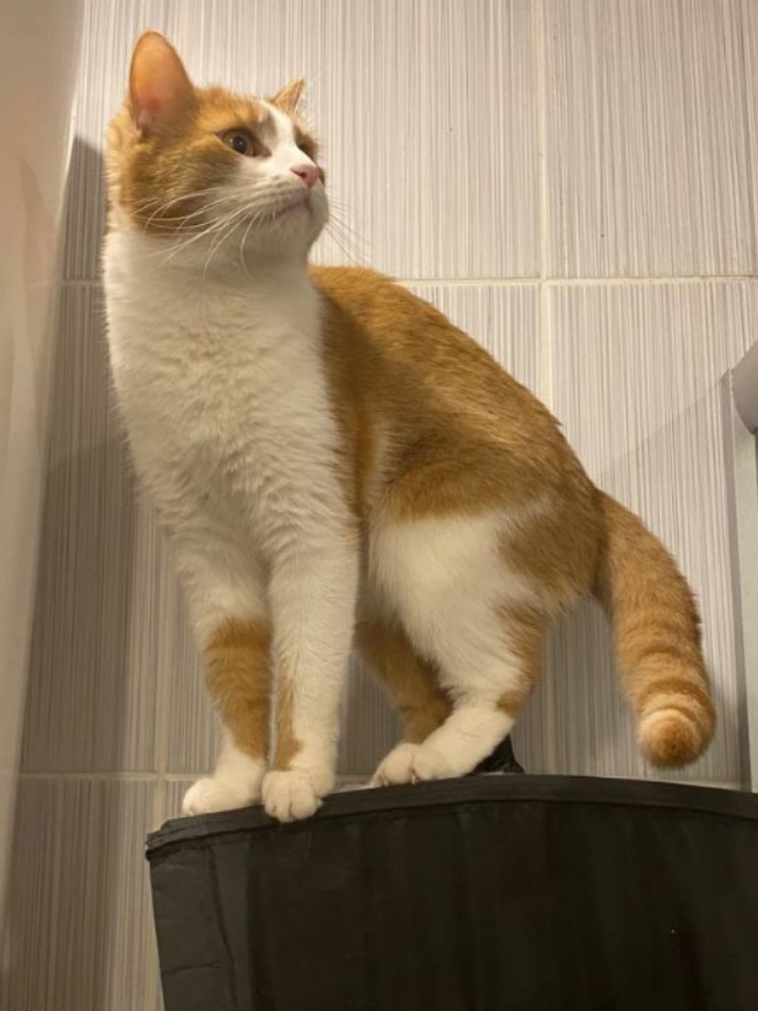 Пропала кошка в Твери — фото объявления