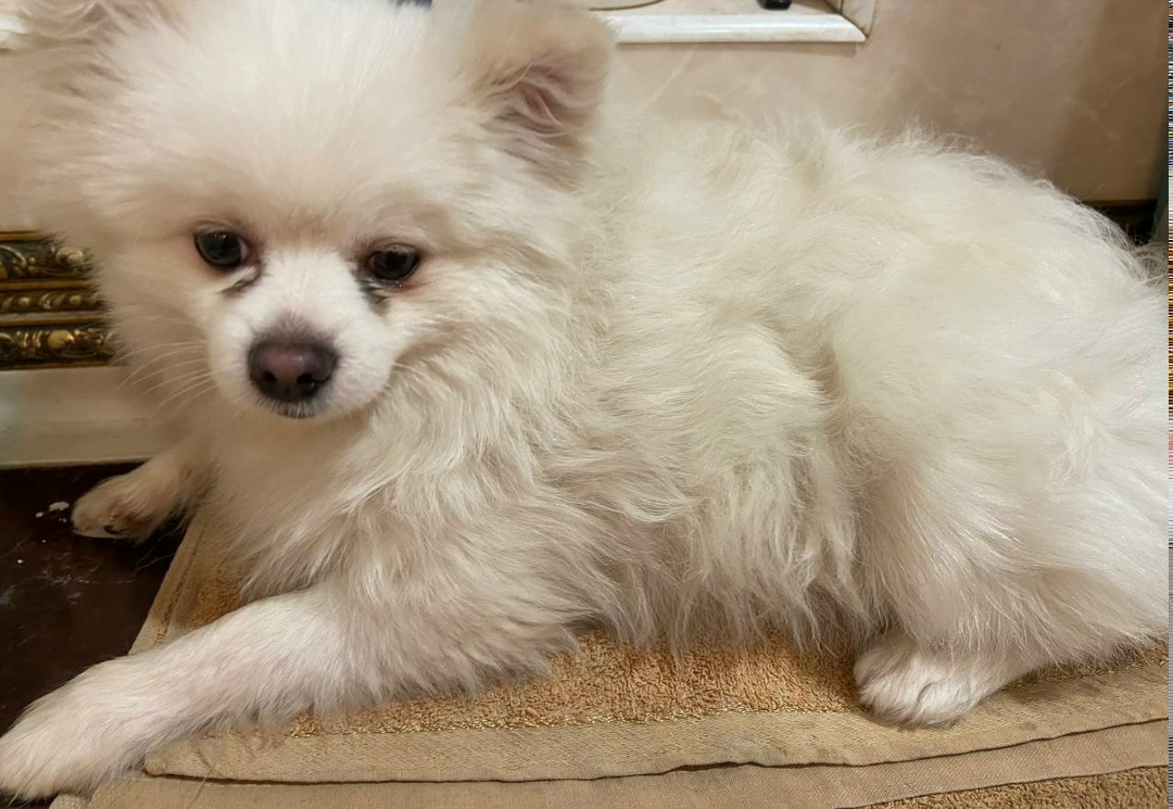 Пропала собака в Твери — фото объявления