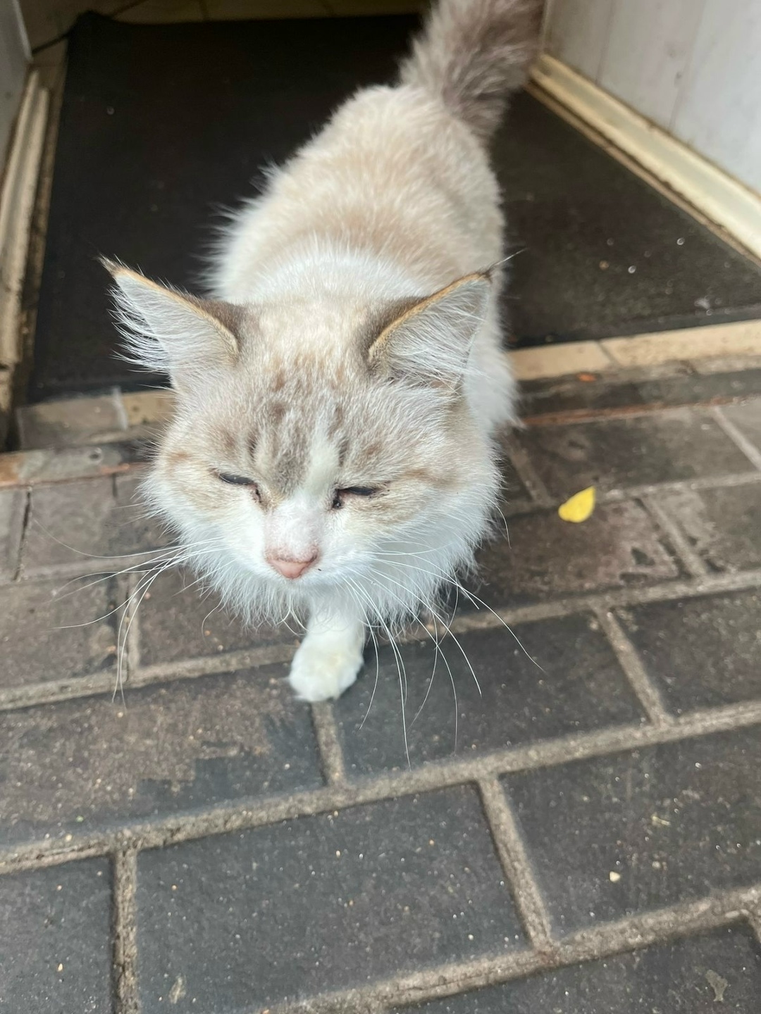 Найдена кошка в Твери — фото объявления