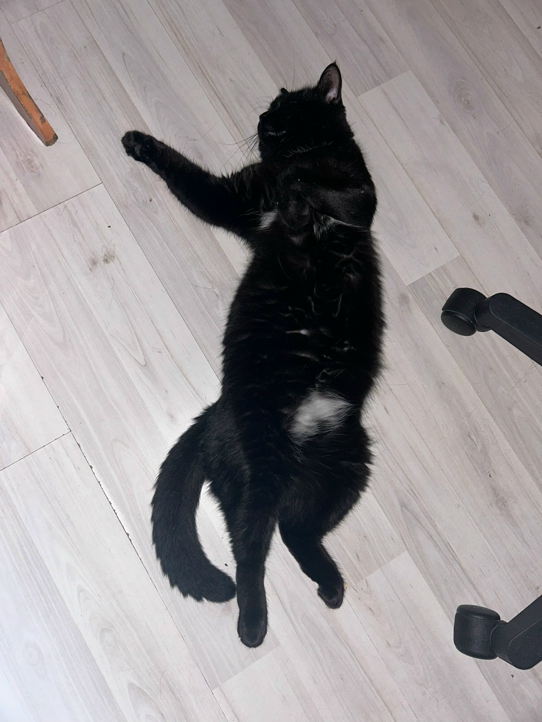 Пропала собака в Твери — фото объявления