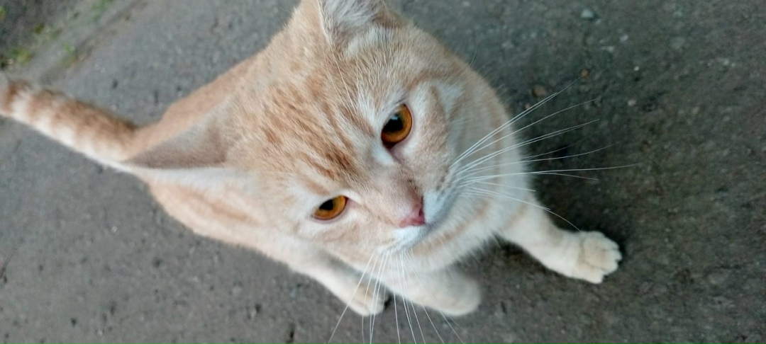 Найдена кошка в Твери — фото объявления