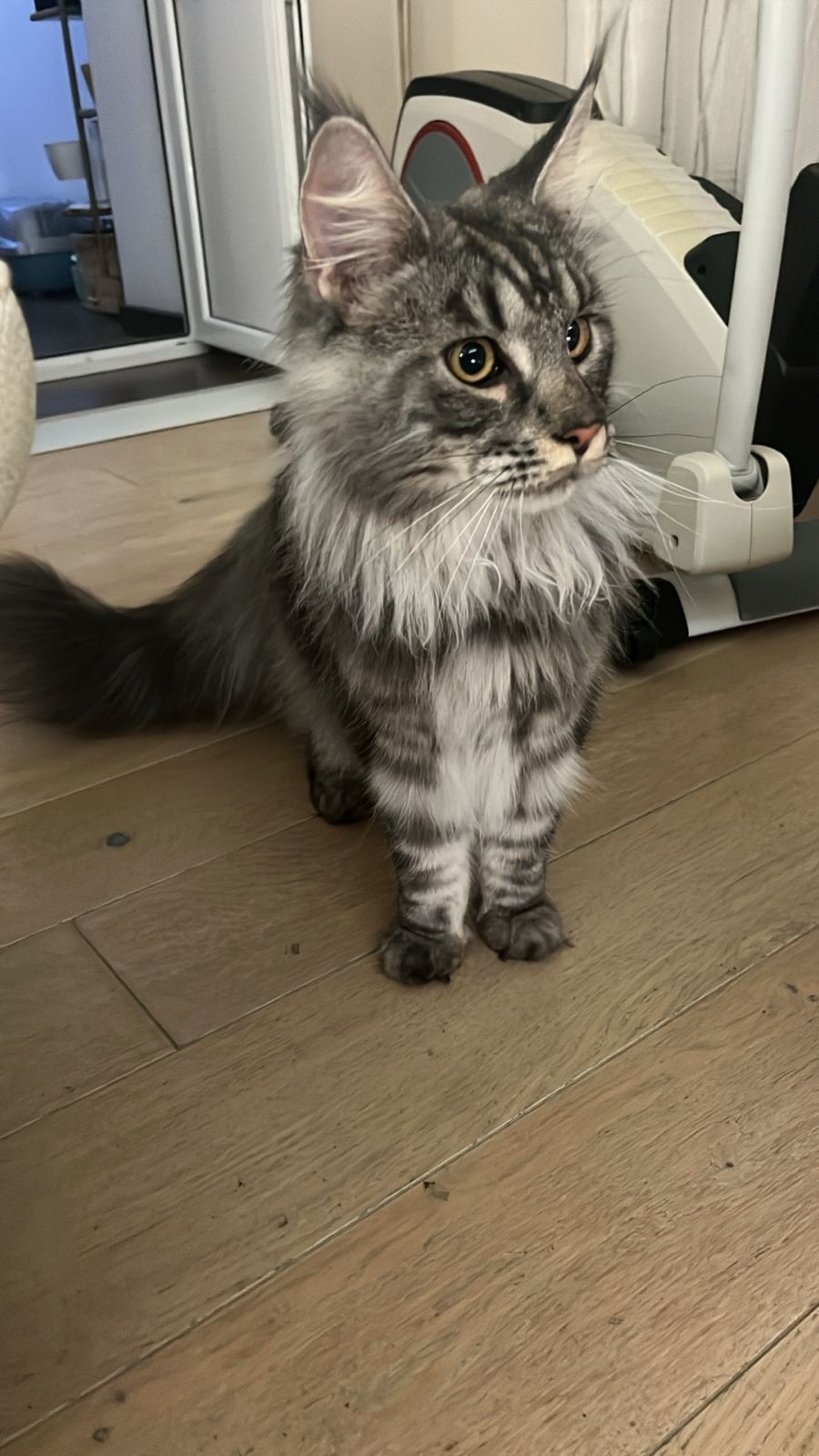 Найдена кошка в Твери — фото объявления