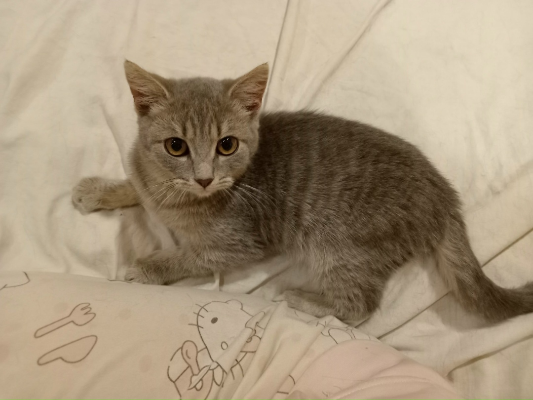 Найдена кошка в Твери — фото объявления