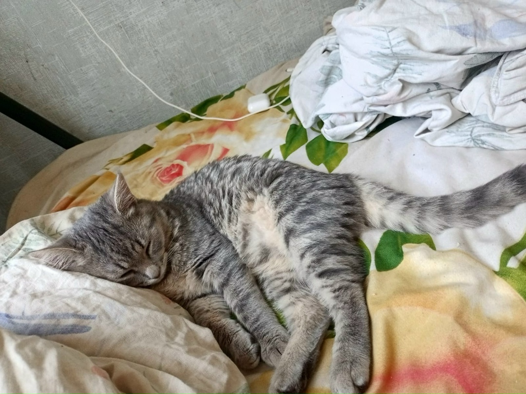 Пропала кошка в Твери — фото объявления