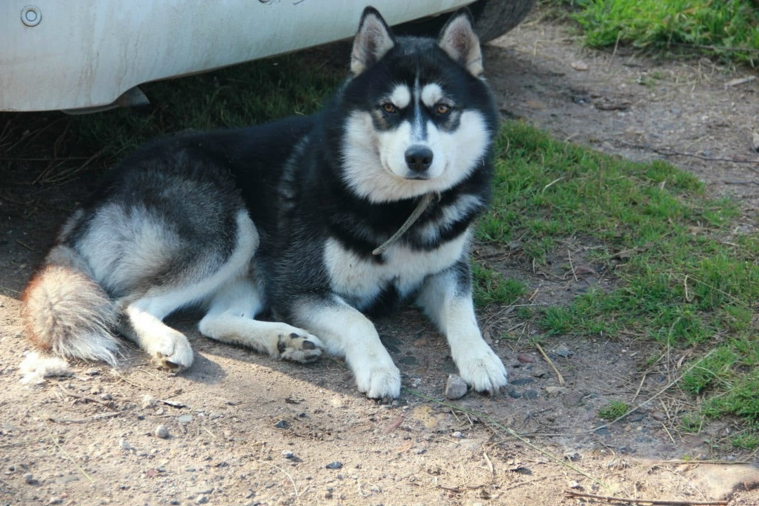Пропала собака в Твери — фото объявления