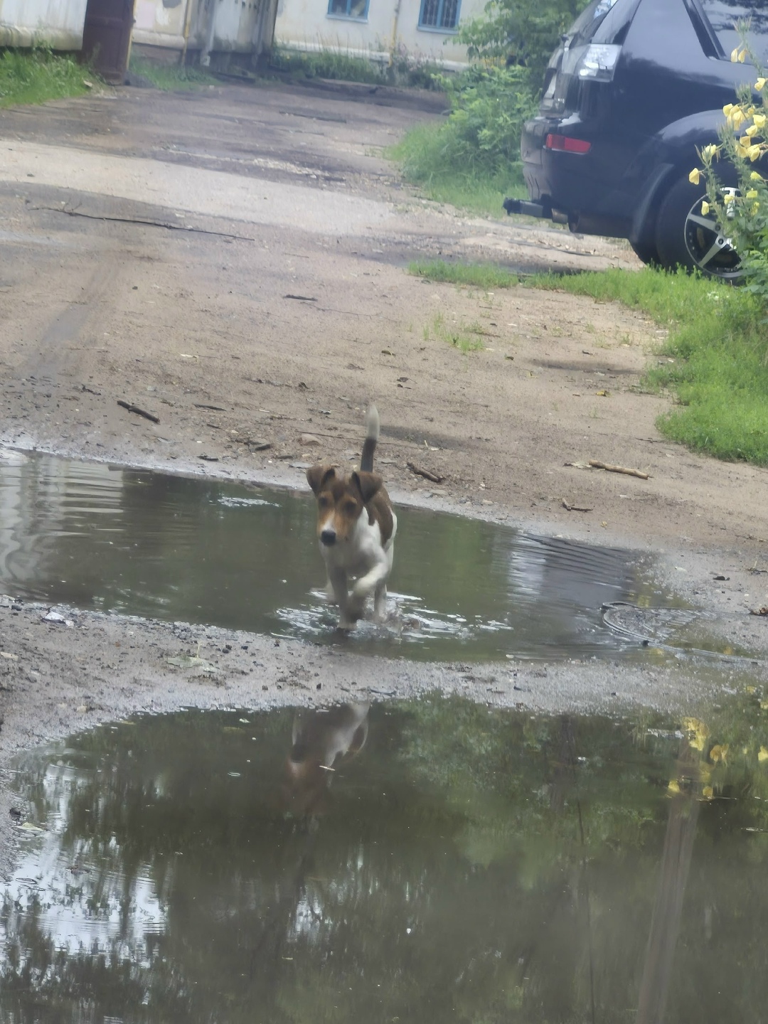 Пропала собака в Твери — фото объявления