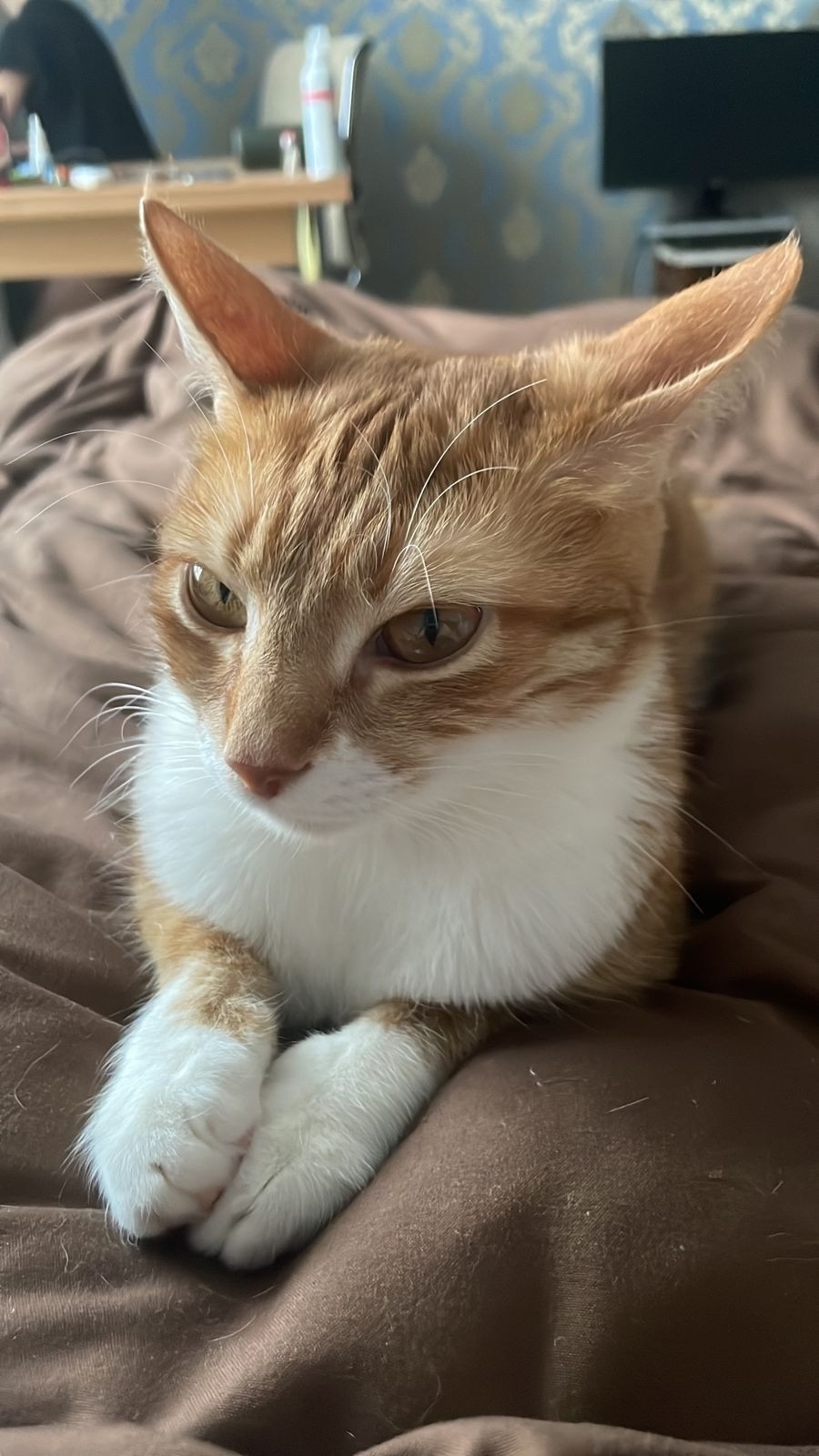 Пропала кошка в Твери — фото объявления