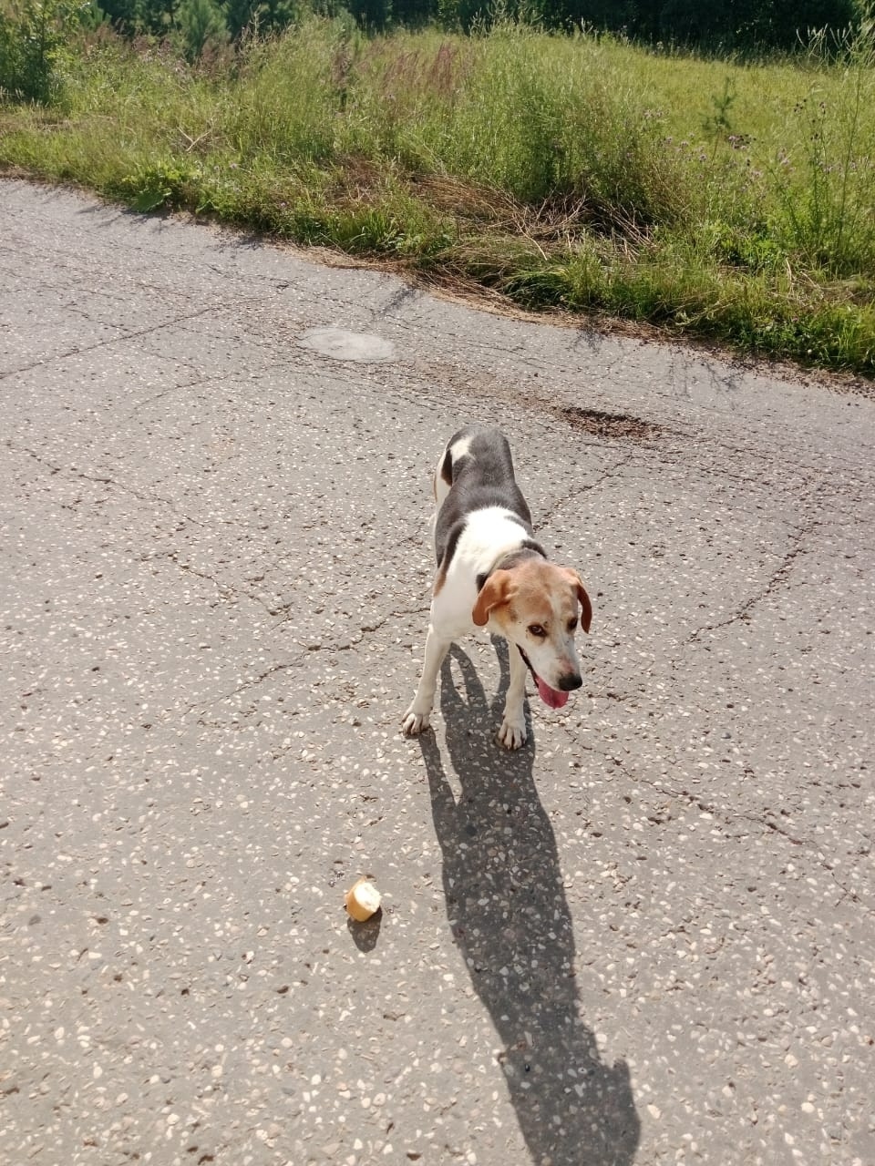 Найдена собака в Твери — фото объявления