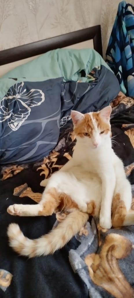 Пропала кошка в Твери — фото объявления