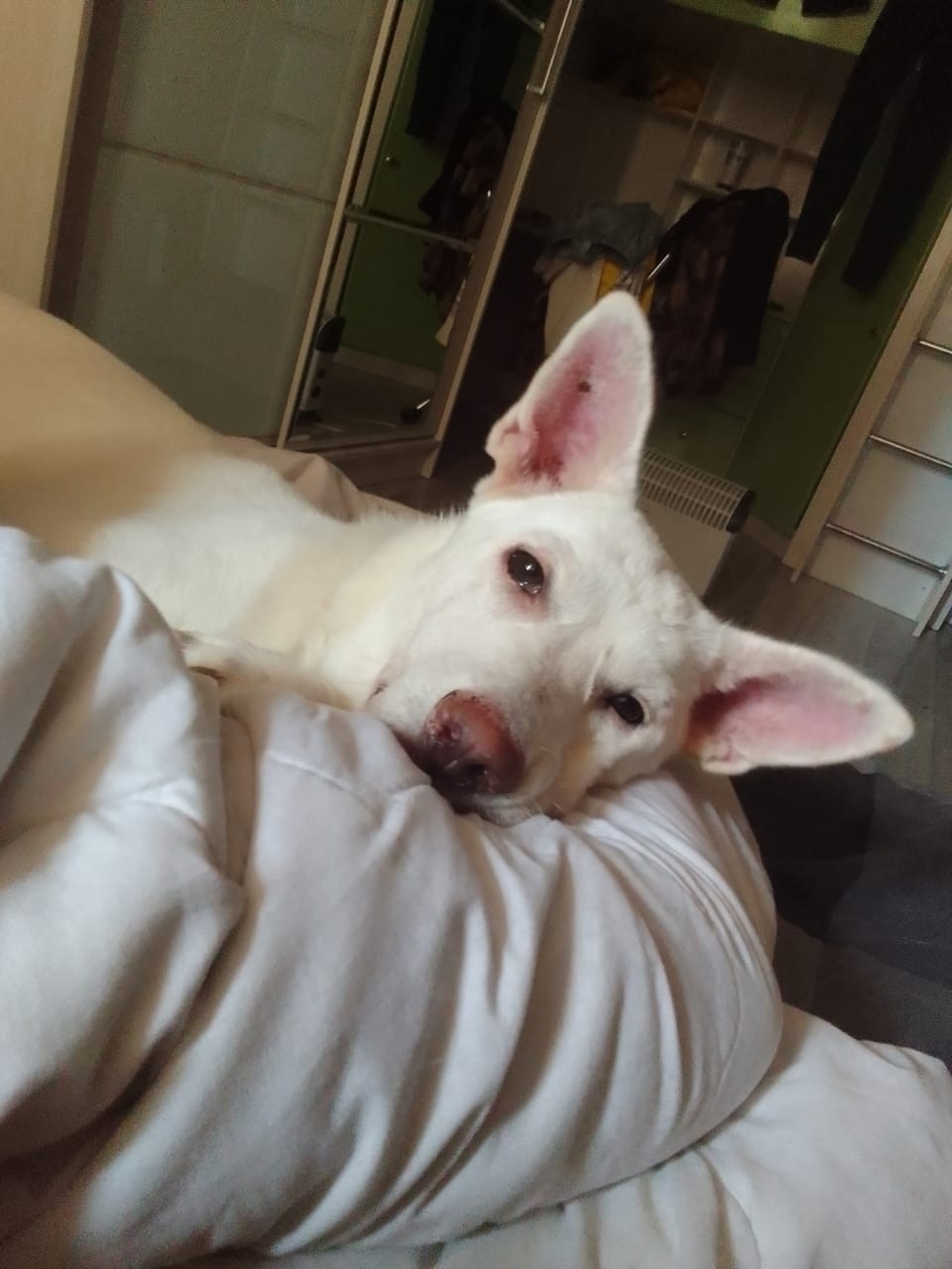 Пропала собака в Твери — фото объявления