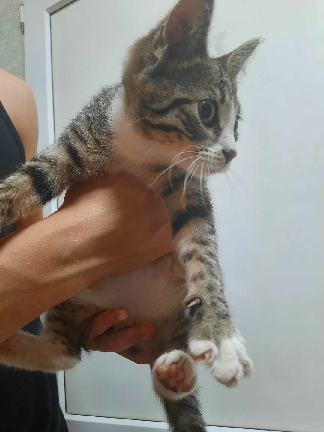 Найдена кошка в Твери — фото объявления