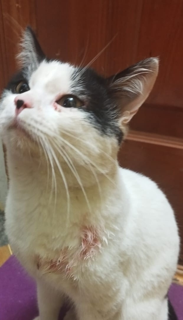 Пропала кошка в Твери — фото объявления