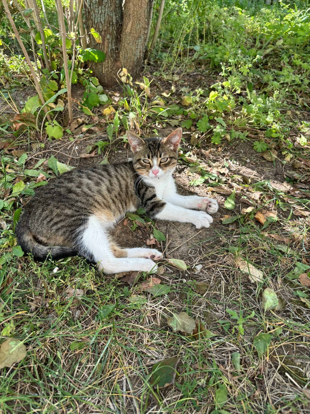 Найдена кошка в Твери — фото объявления